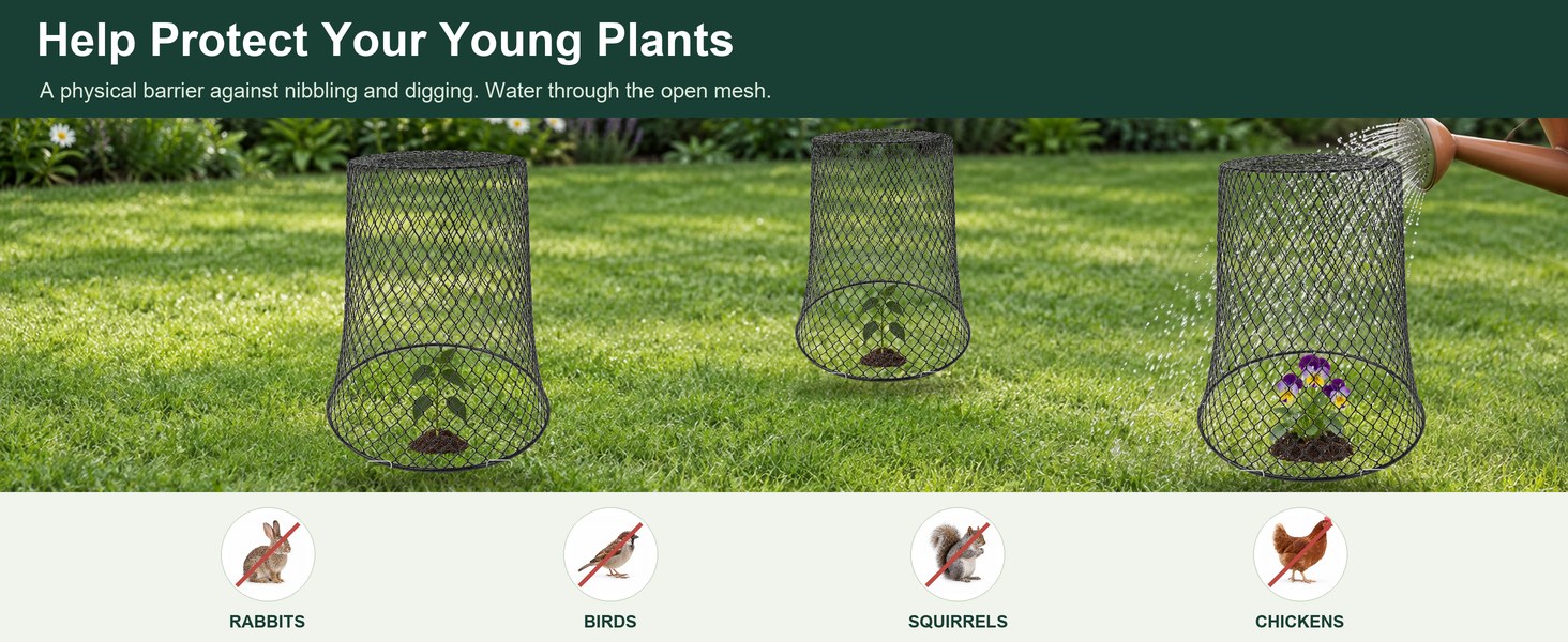 Help protect your young plants: cloches on a lawn, a barrier against rabbits, birds, squirrels, and chickens