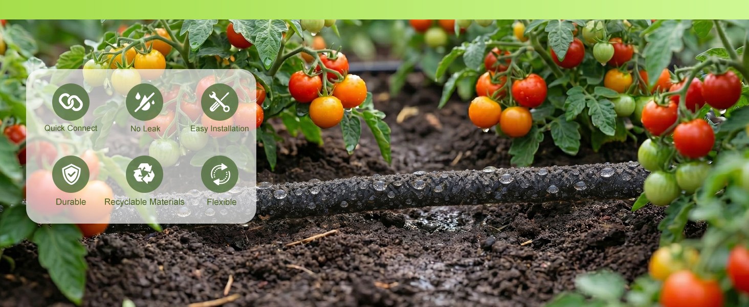 Drip irrigation tubing watering a tomato bed in a home garden